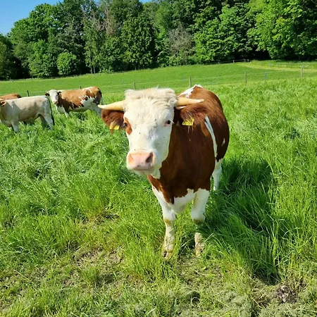 Apartman Eiselehof In Alleinlage *